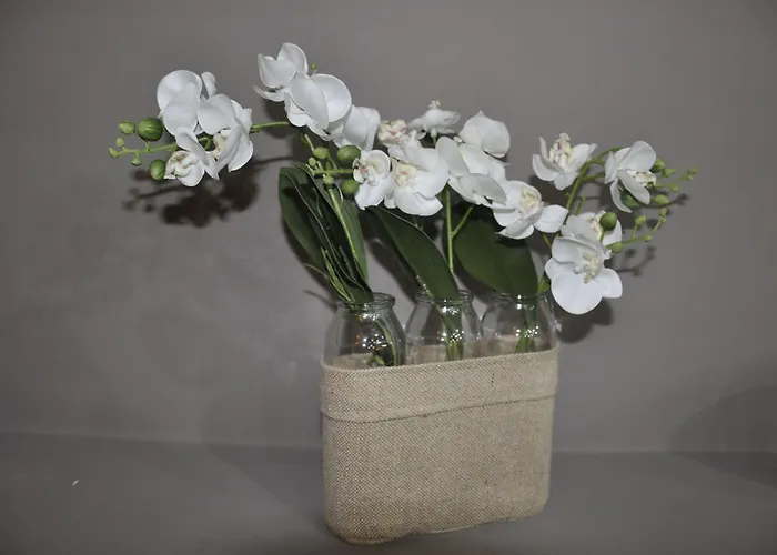 De Curtis 3 Stelle 3*